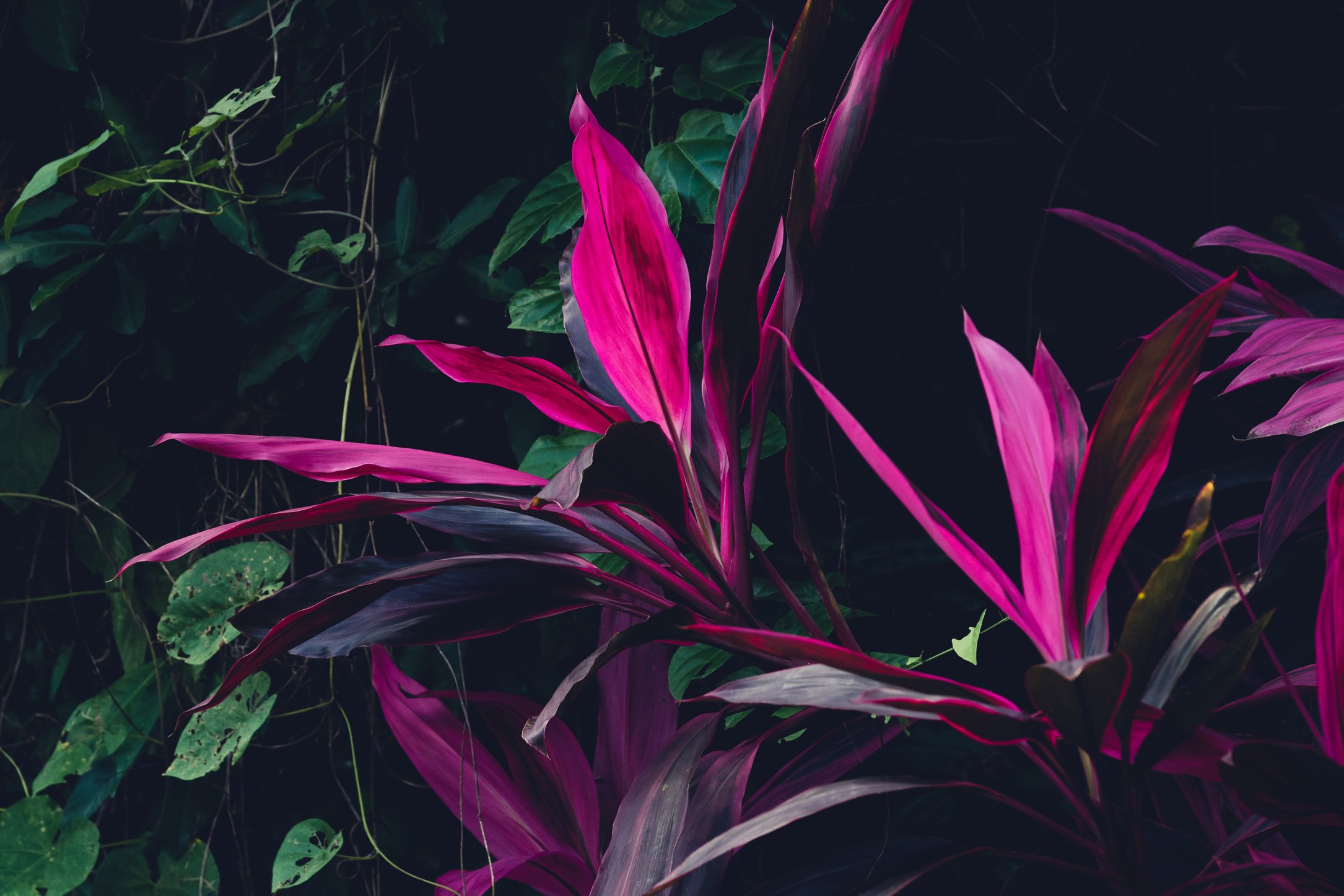 Jungle leaves background